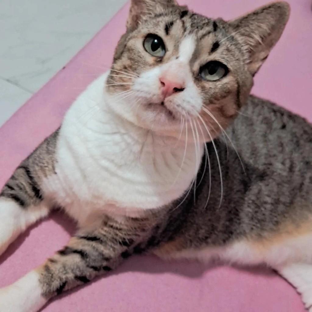 Gorda, gata de porte grande para adoção em Porto Velho - RO