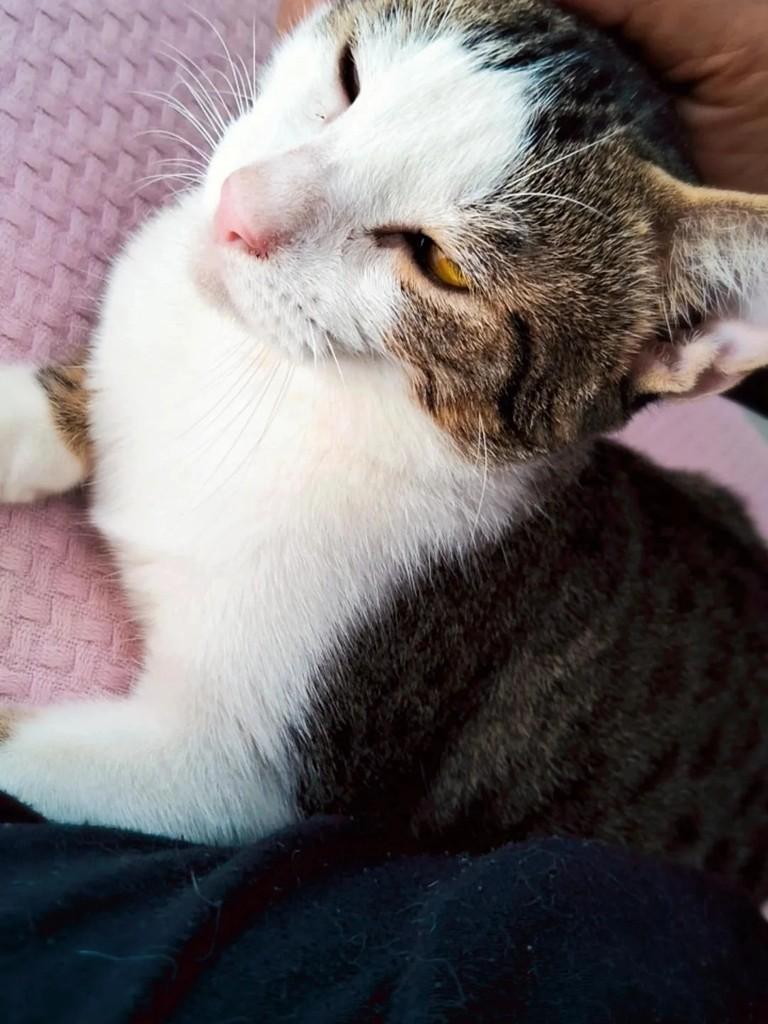 Coquinha, gata de porte médio para adoção em Porto Velho - RO