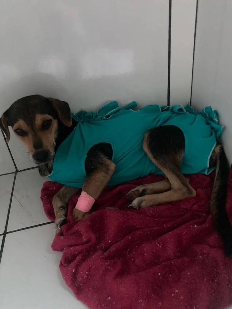 Doguinha, cadela de porte médio para adoção em Porto Velho - RO