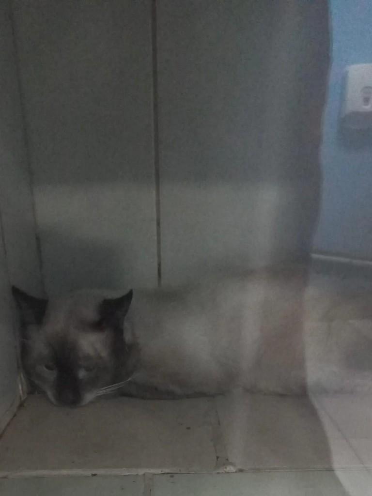 Vesguinho, gato de porte médio para adoção em Porto Velho - RO