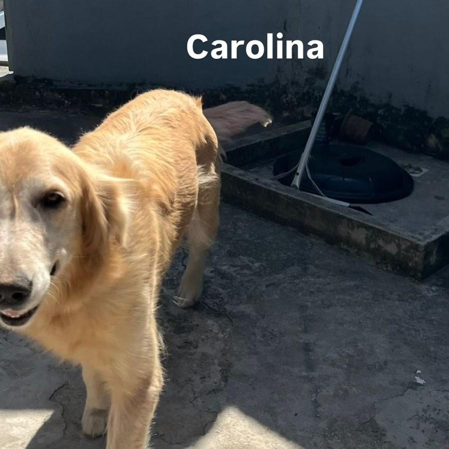 Carolina, cadela de porte médio para adoção em Vitória - ES