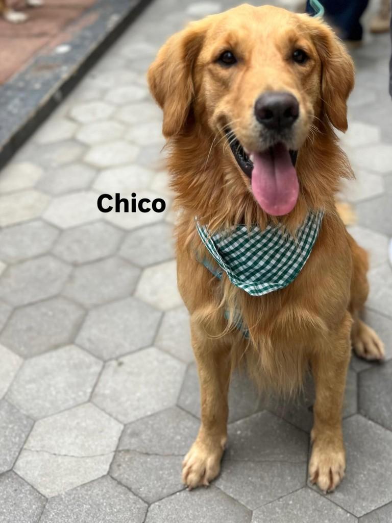 Chico, cachorro de porte grande para adoção em Vitória - ES