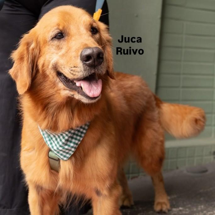 Juca Ruivo, cachorro de porte grande para adoção em Vitória - ES
