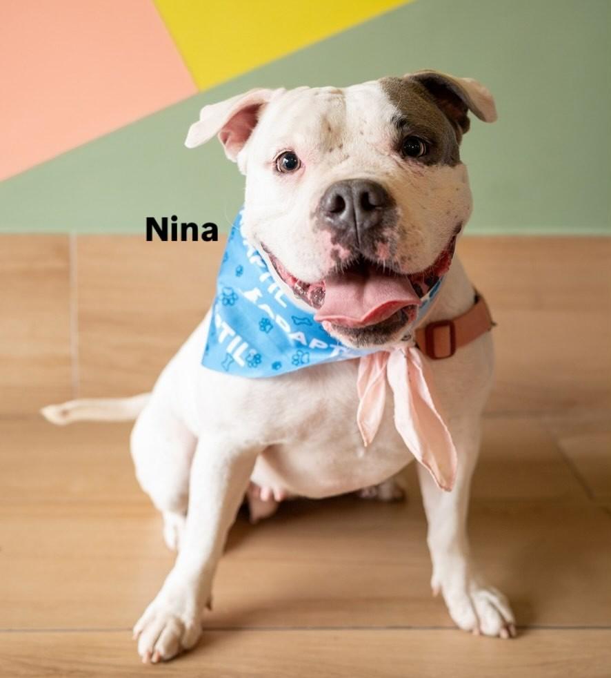 Nina, cadela de porte médio para adoção em Vitória - ES