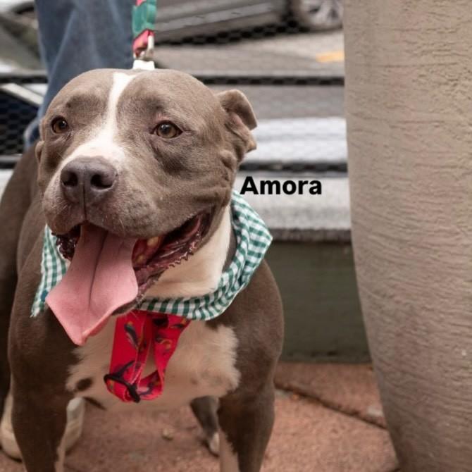 Amora, cadela de porte médio para adoção em Vitória - ES