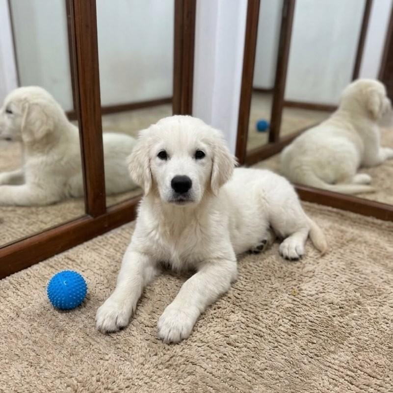 Dante, cachorro de porte grande para adoção em Vitória - ES