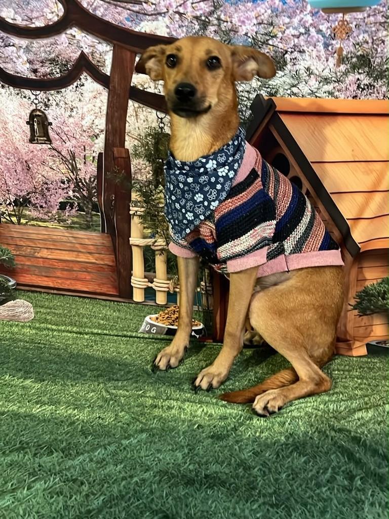 Paçoca, cachorro de porte pequeno para adoção em Recife - PE