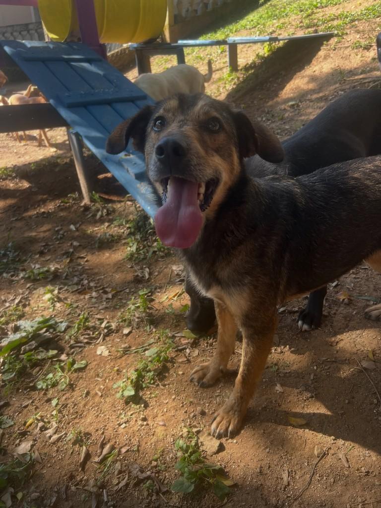 Altino, cachorro de porte médio para adoção em Minaçu - GO