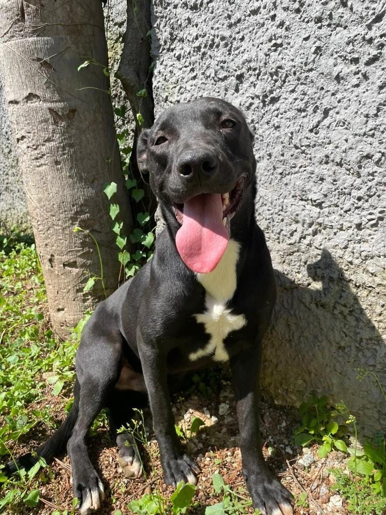 Guerreiro, cachorro de porte médio para adoção em Minaçu - GO