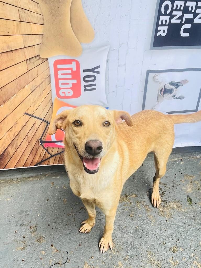 Cleitinho, cachorro de porte médio para adoção em Minaçu - GO