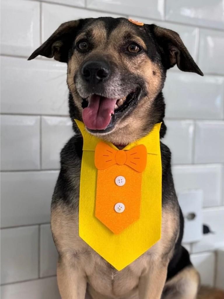 Zezinho, cachorro de porte médio para adoção em Minaçu - GO