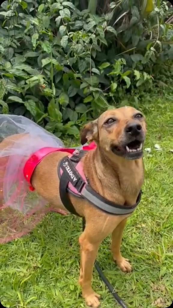 Mel, cachorro de porte médio para adoção em Minaçu - GO