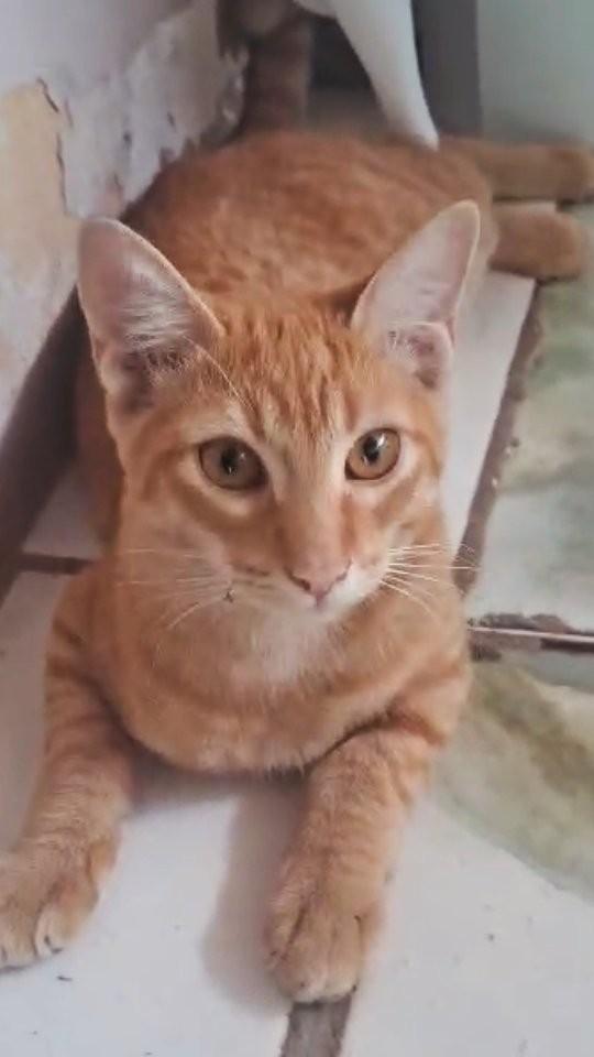 Linda, gata de porte pequeno para adoção em Goiânia - GO