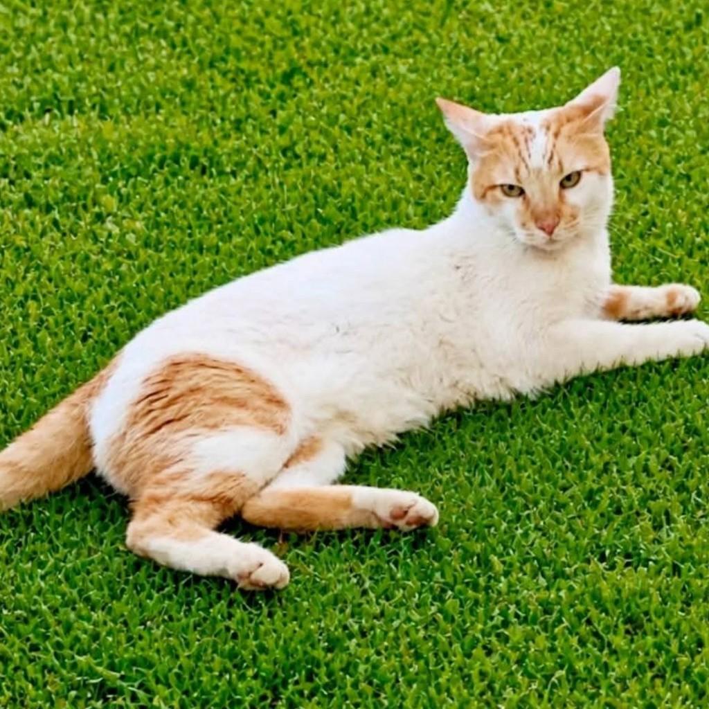 Romeu, gato de porte médio para adoção em Goiânia - GO