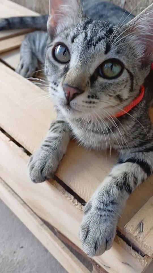 Tigrinha, gato de porte pequeno para adoção em Goiânia - GO