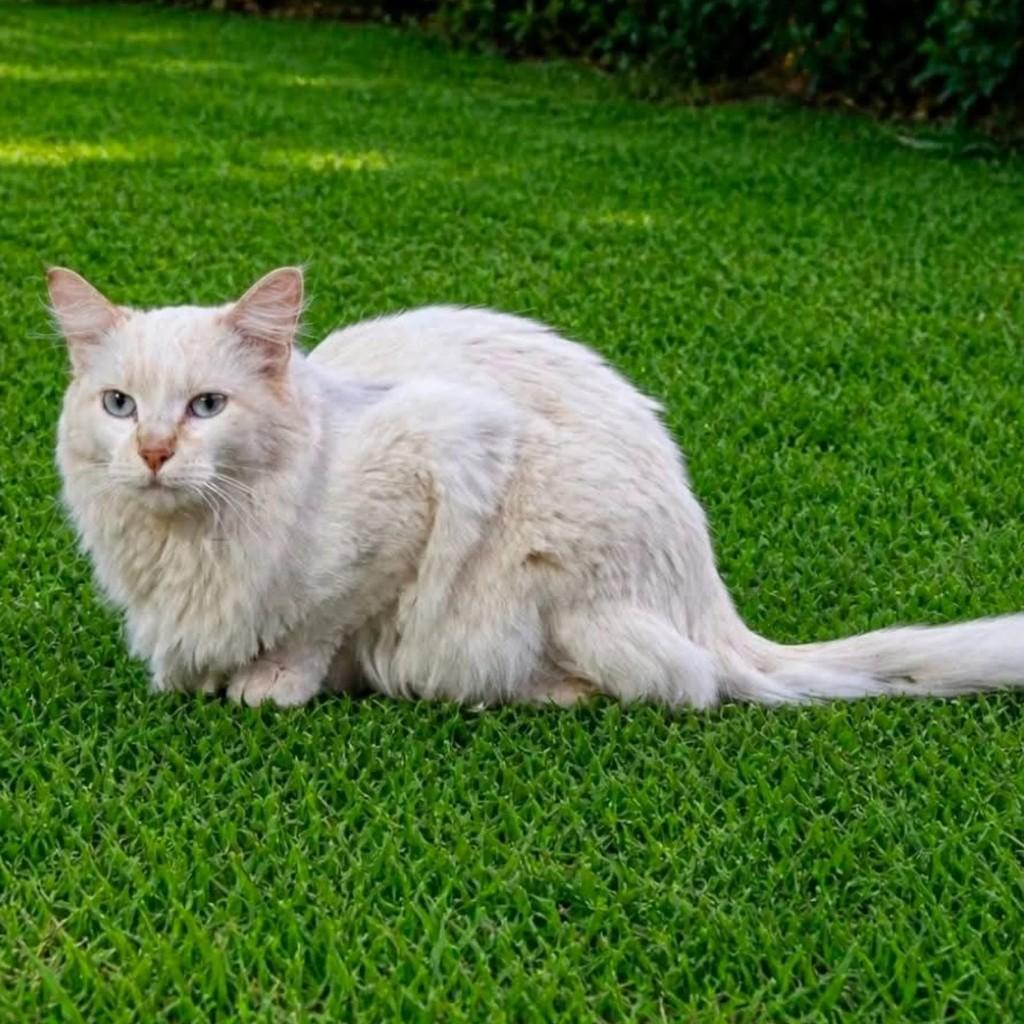 Julieta, gata para adoção em Goiânia - GO