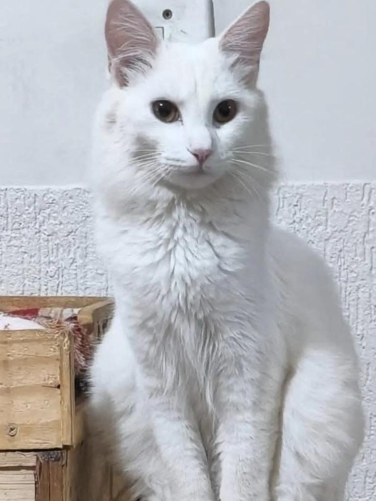 Sol, gato de porte grande para adoção em Goiânia - GO