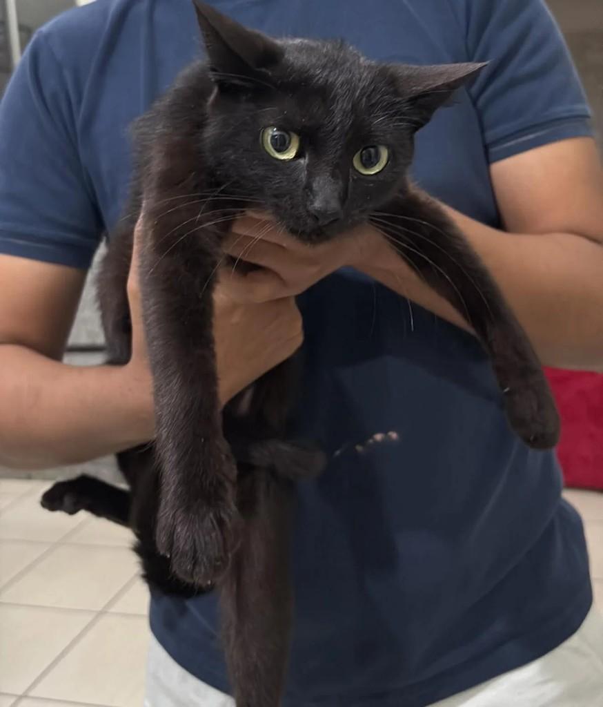 Princesinha, gato de porte pequeno para adoção em Goiânia - GO