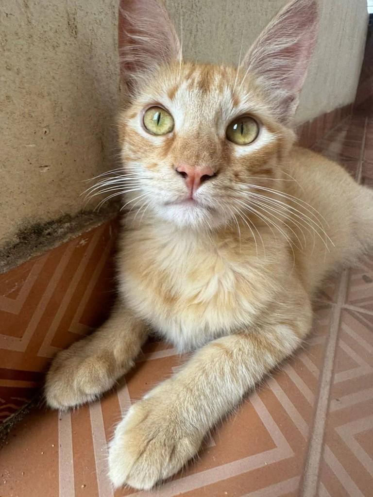Caju, gato de porte pequeno para adoção em Goiânia - GO