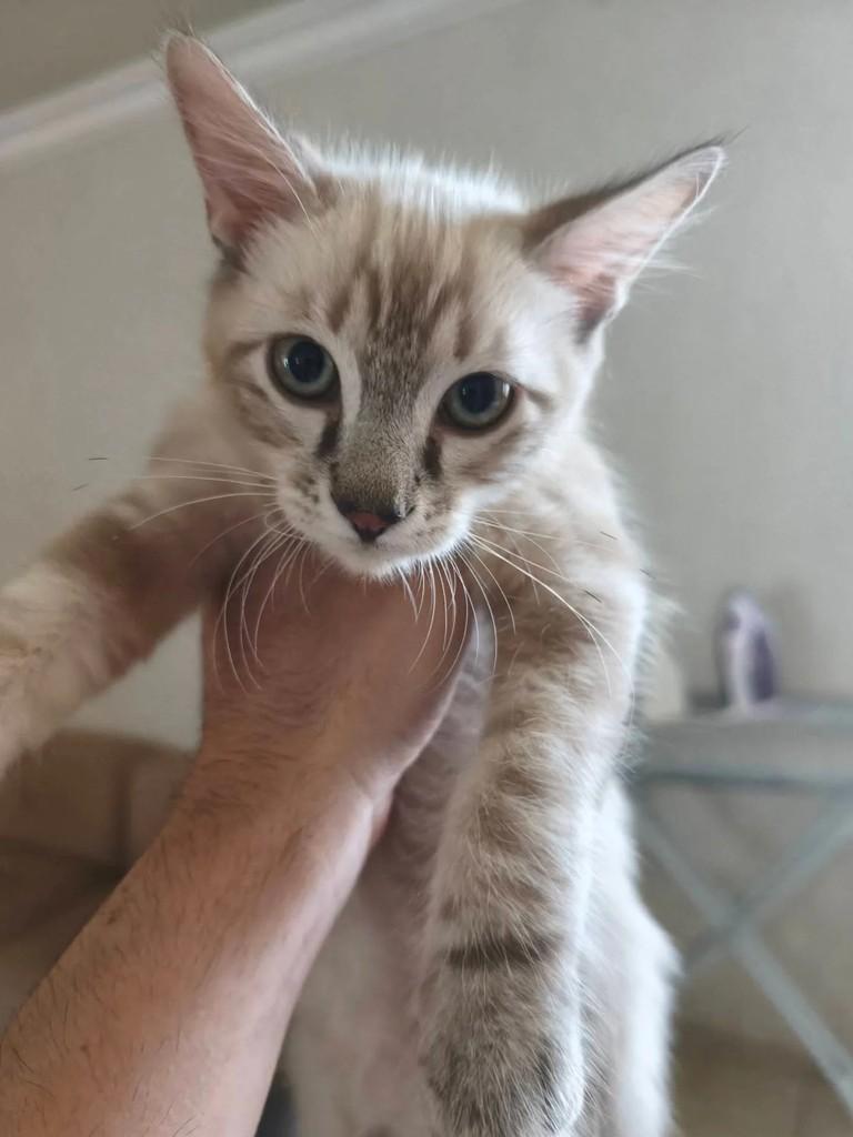 Simba, gato de porte pequeno para adoção em Goiânia - GO