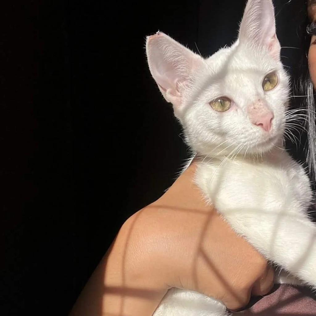 Lua, gato para adoção em Goiânia - GO