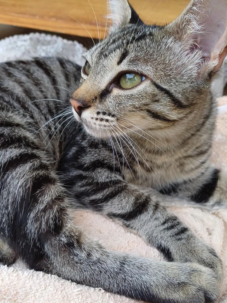 Pelagem tigrada prata, gata para adoção em Goiânia - GO