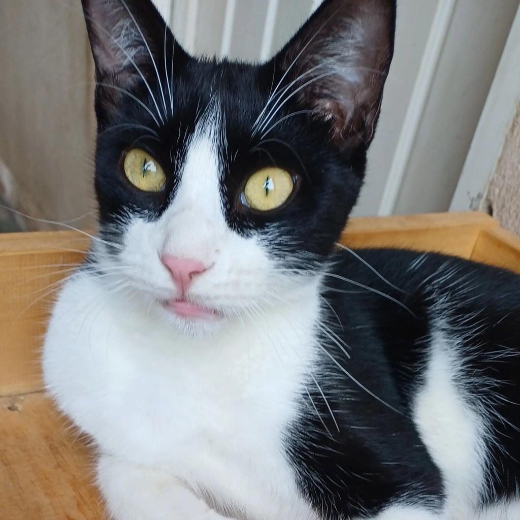 Frajola, gato de porte pequeno para adoção em Goiânia - GO