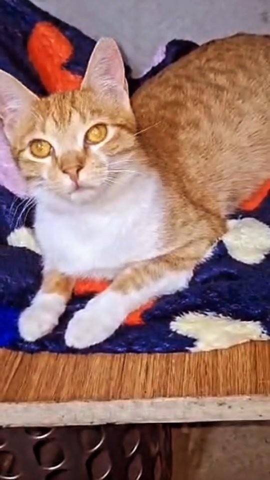 Mariana, gata de porte médio para adoção em Goiânia - GO