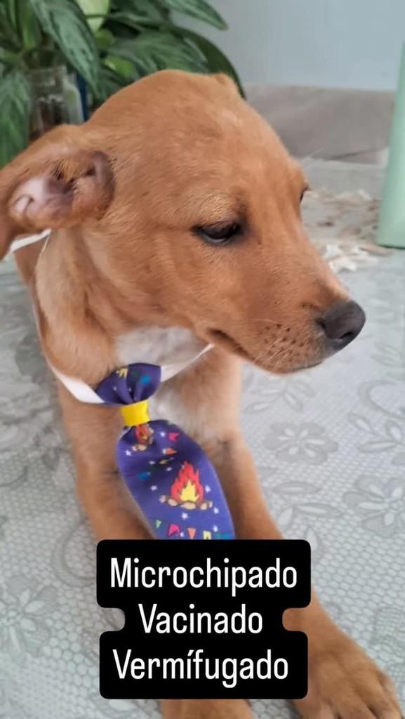 Lucas, cachorro de porte pequeno para adoção em Goiânia - GO