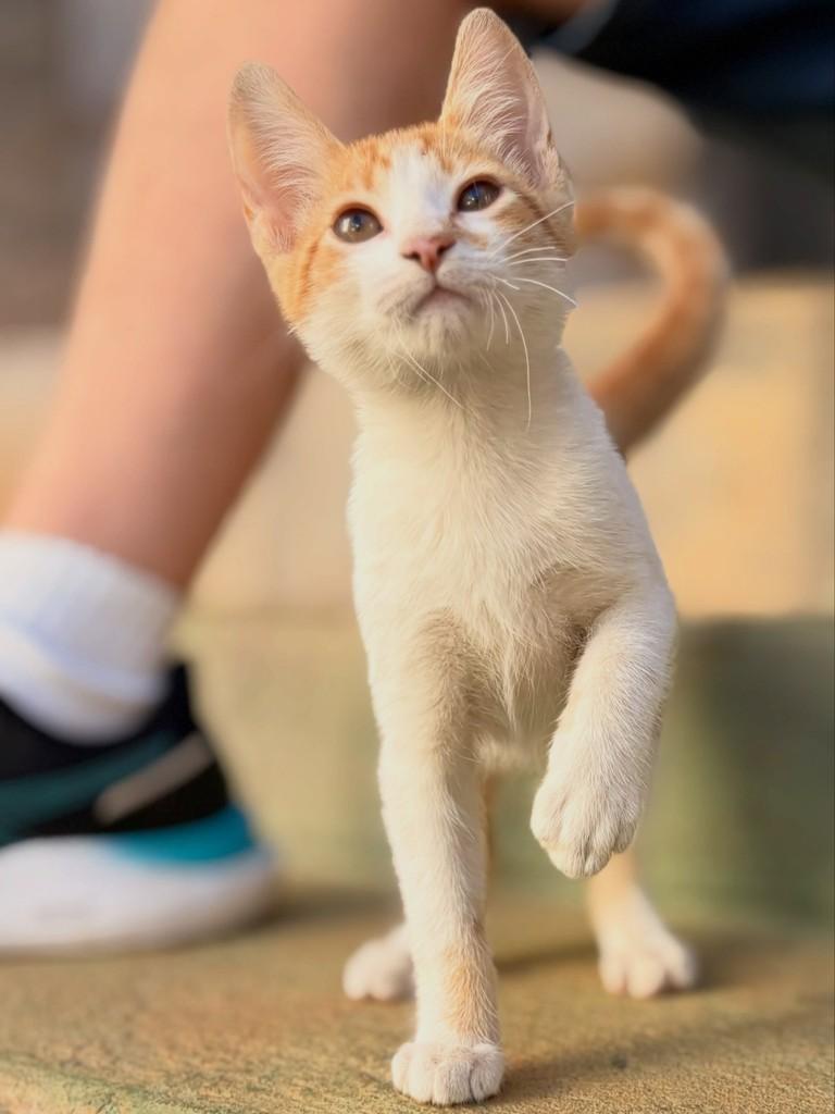 Acerola, gato de porte pequeno para adoção em Goiânia - GO