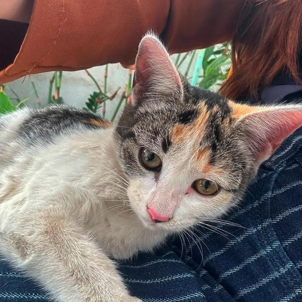 Linda gatinha, gata de porte pequeno para adoção em Goiânia - GO