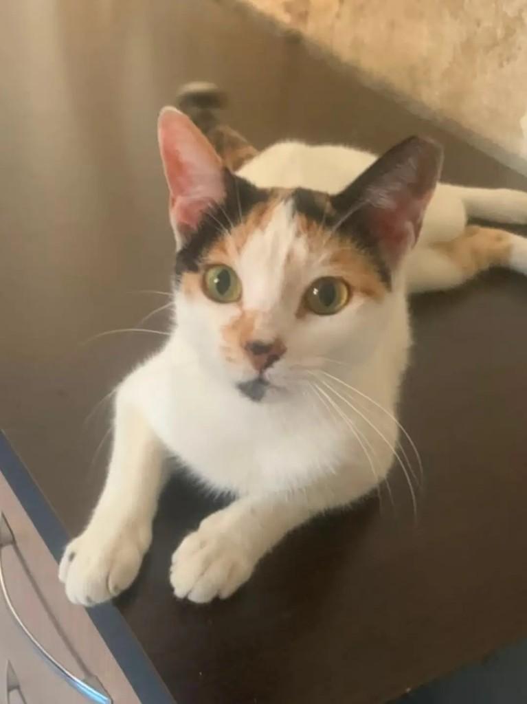 Mia, gata de porte pequeno para adoção em Goiânia - GO