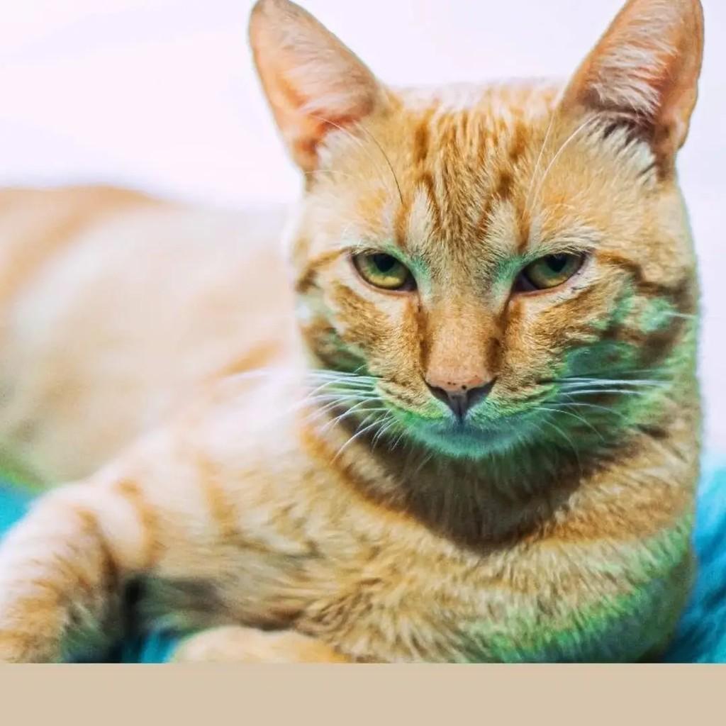 Laranja, gato para adoção em Goiânia - GO