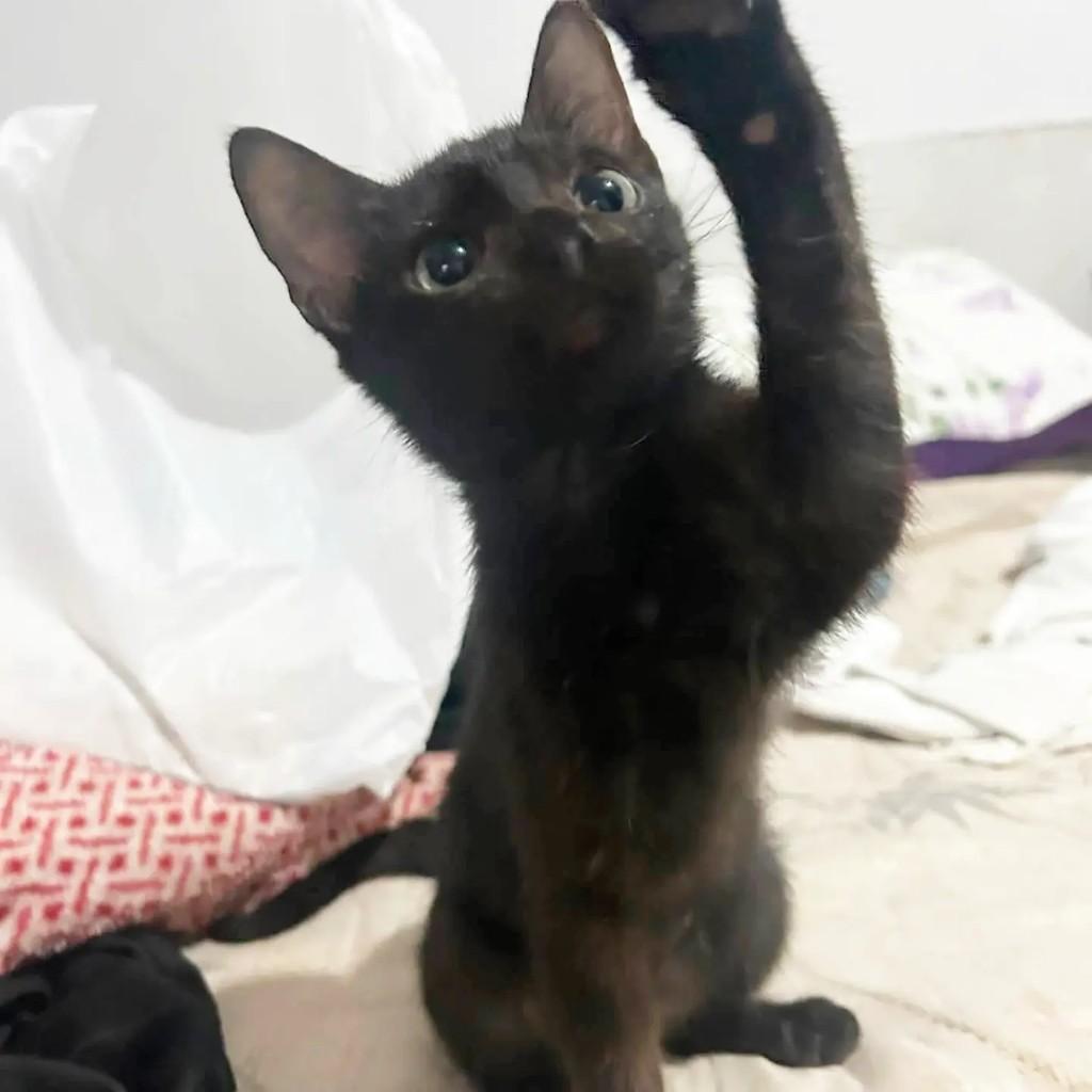 Lulu, gato de porte pequeno para adoção em Goiânia - GO