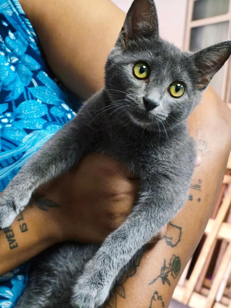 Névoa, gata de porte pequeno para adoção em Goiânia - GO