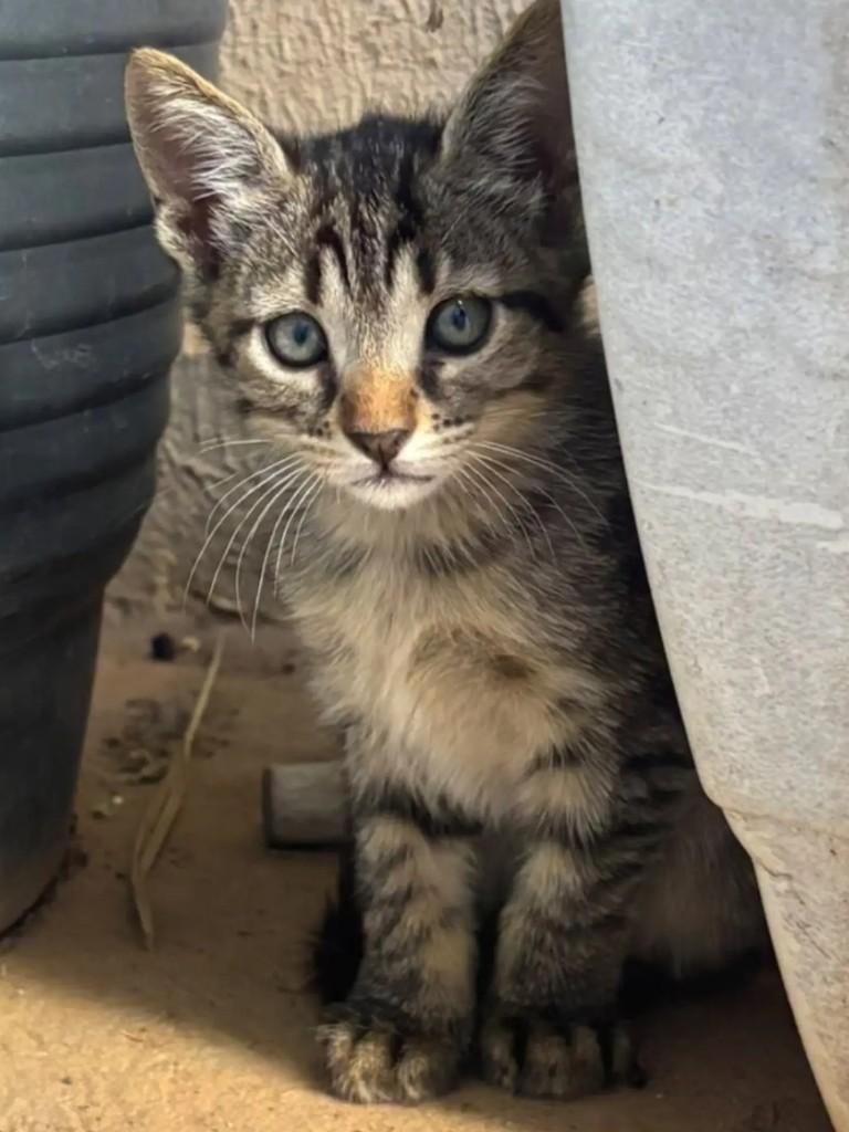 Tigrinho, gato de porte pequeno para adoção em Goiânia - GO