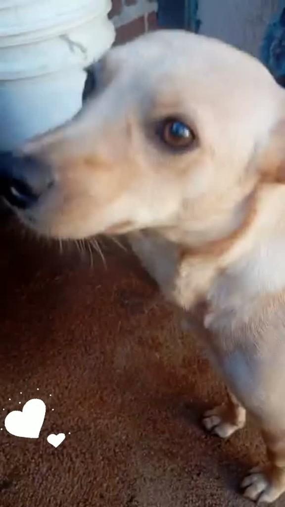 Milk, cadela de porte pequeno para adoção em Anápolis - GO