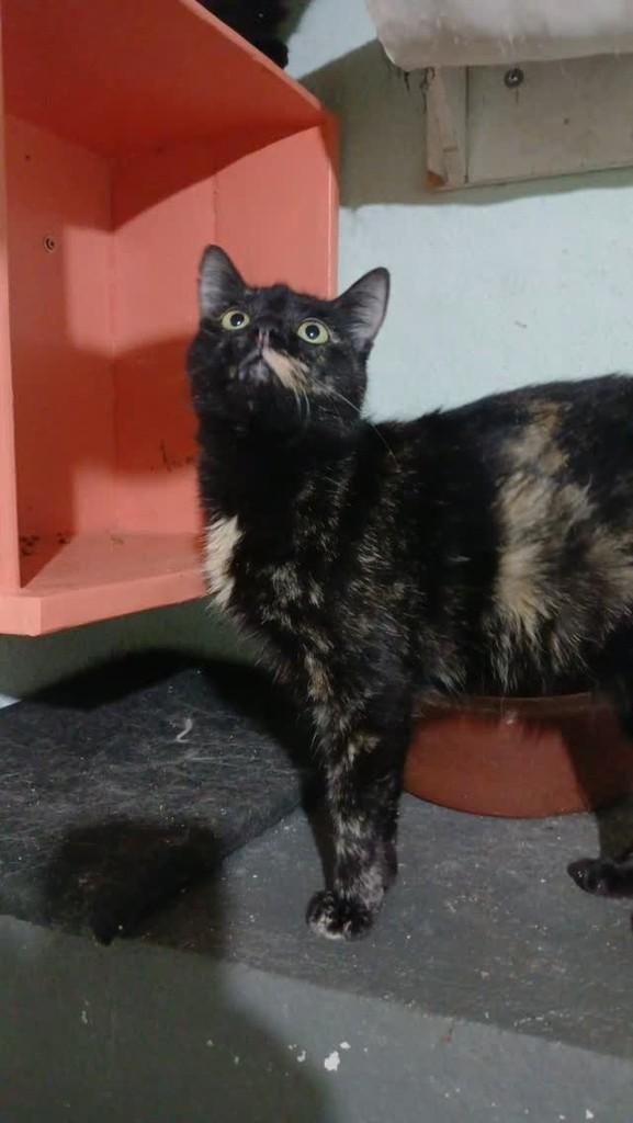 Ceci, gata de porte médio para adoção em Belo Horizonte - MG