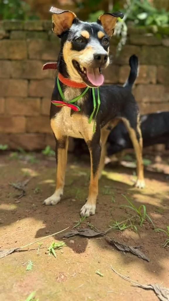 Negão Ou Samy, cachorro de porte pequeno para adoção em Santa Luzia - MG