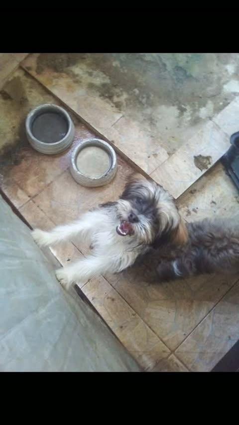 Luz Merrie, cachorro de porte pequeno para adoção em Santa Luzia - MG