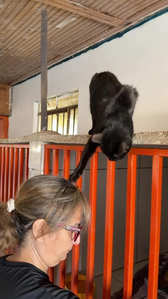 Pinguinha, gata de porte médio para adoção em Aparecida de Goiânia - GO