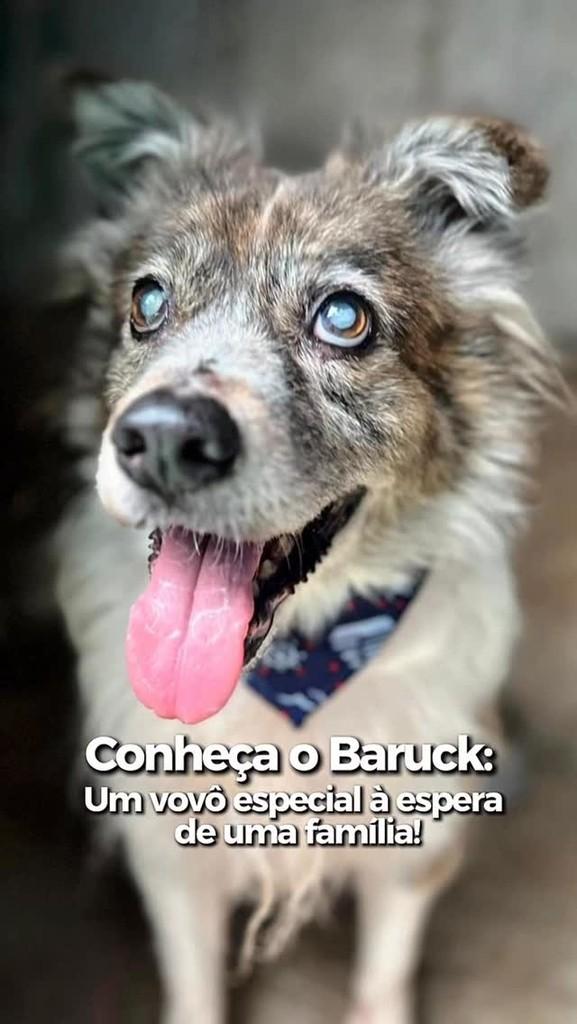 Baruck, cachorro de porte pequeno para adoção em Rio de Janeiro - RJ