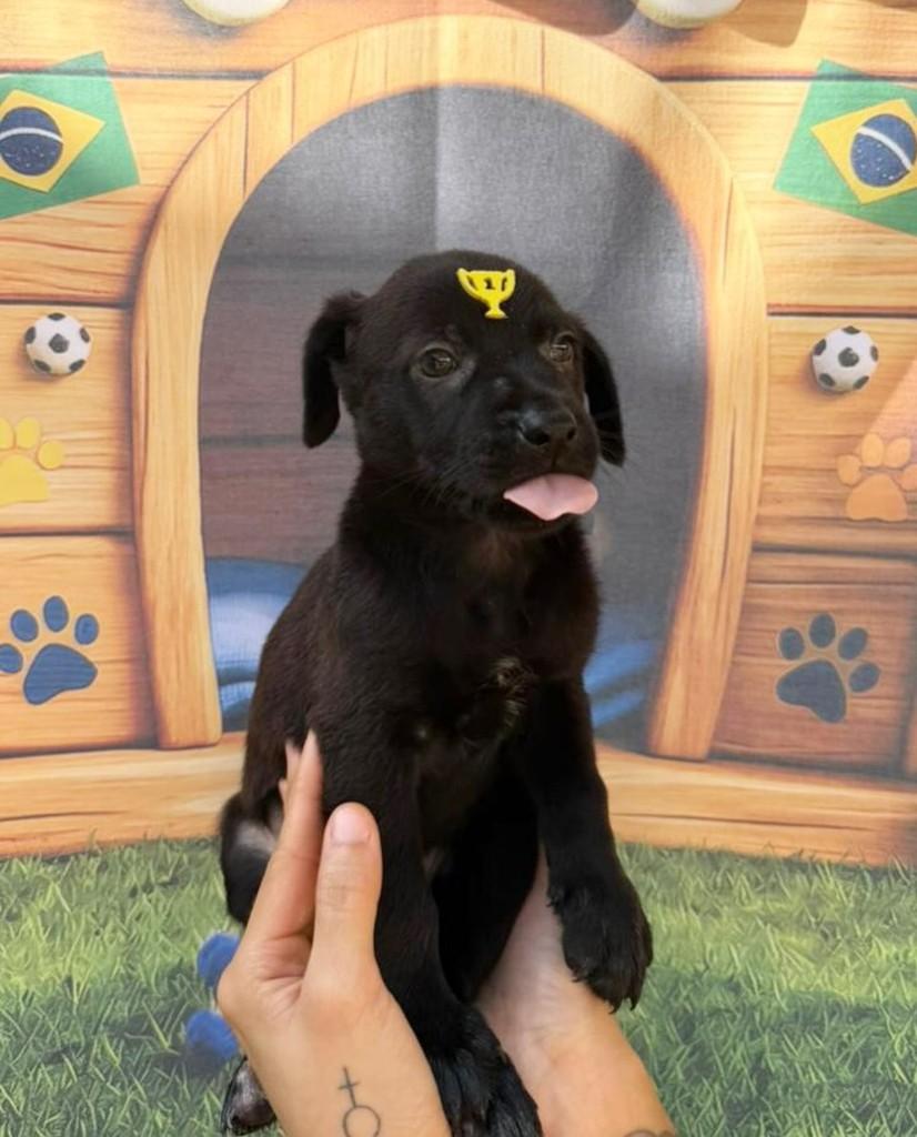Casemiro, cachorro de porte médio para adoção em Rio de Janeiro - RJ