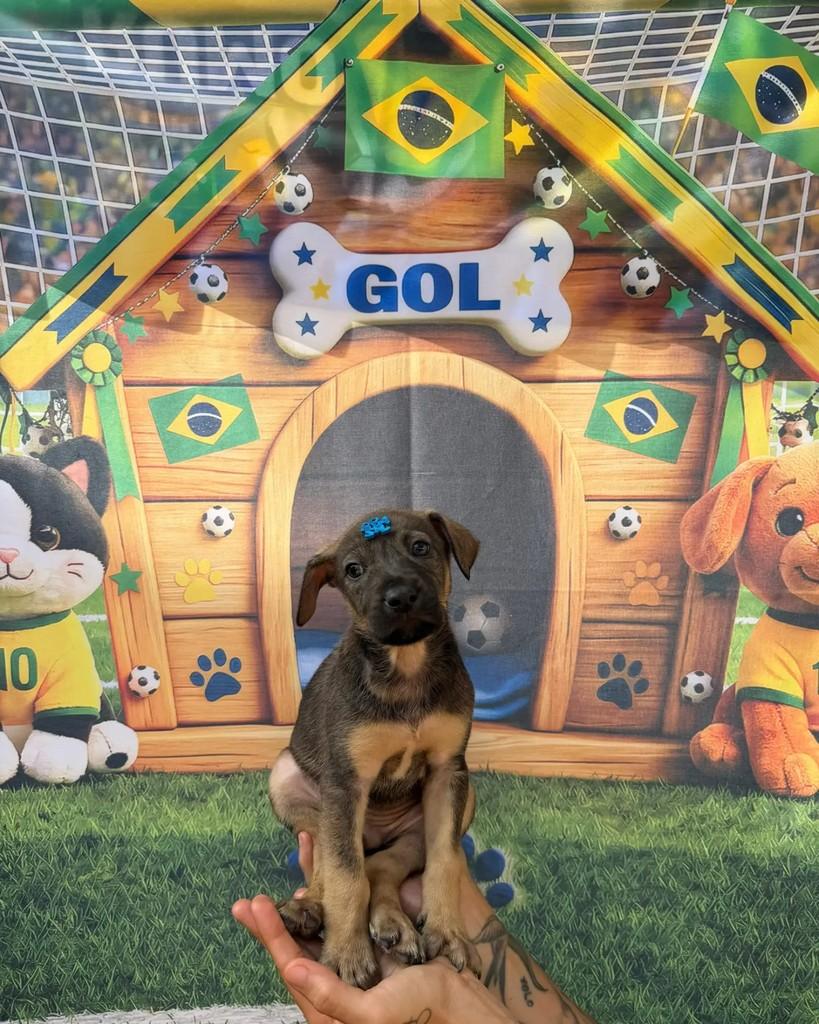 Alisson, cachorro de porte médio para adoção em Rio de Janeiro - RJ