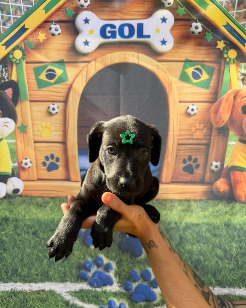 Martinelli, cachorro de porte médio para adoção em Rio de Janeiro - RJ