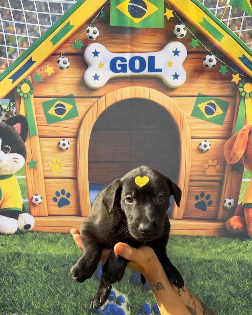 Paquetá, cachorro de porte médio para adoção em Rio de Janeiro - RJ