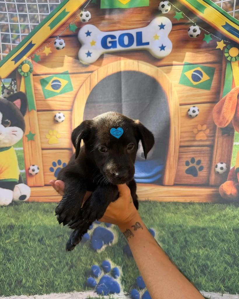 Raphinha, cachorro de porte médio para adoção em Rio de Janeiro - RJ