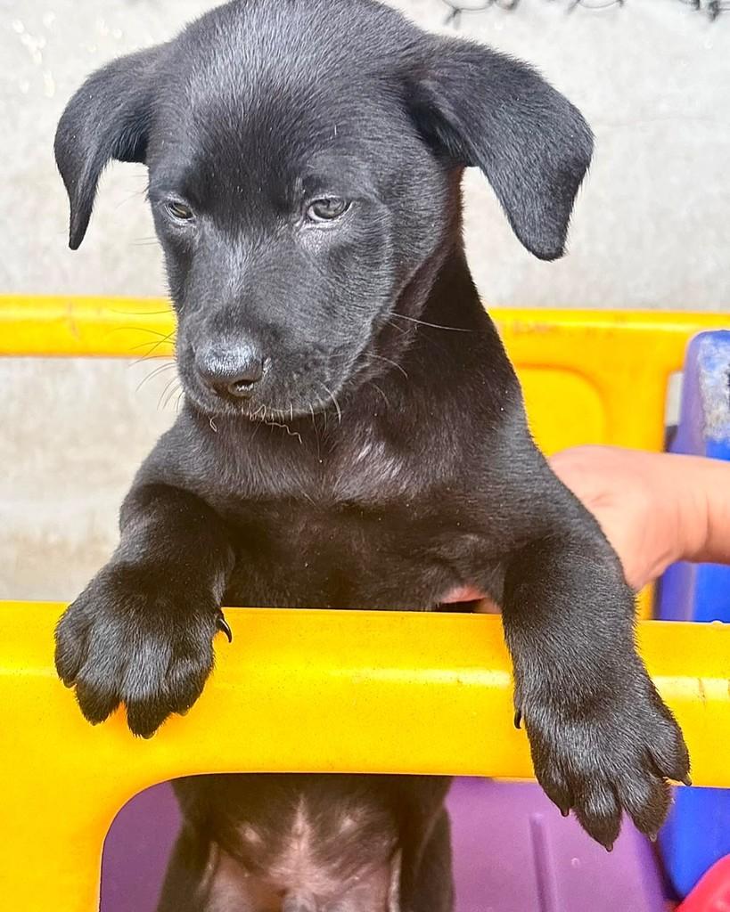 Vini Jr, cachorro de porte médio para adoção em Rio de Janeiro - RJ