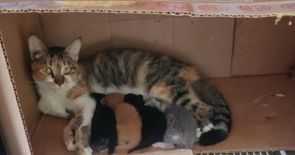 Lara, gato de porte pequeno para adoção em Rio de Janeiro - RJ