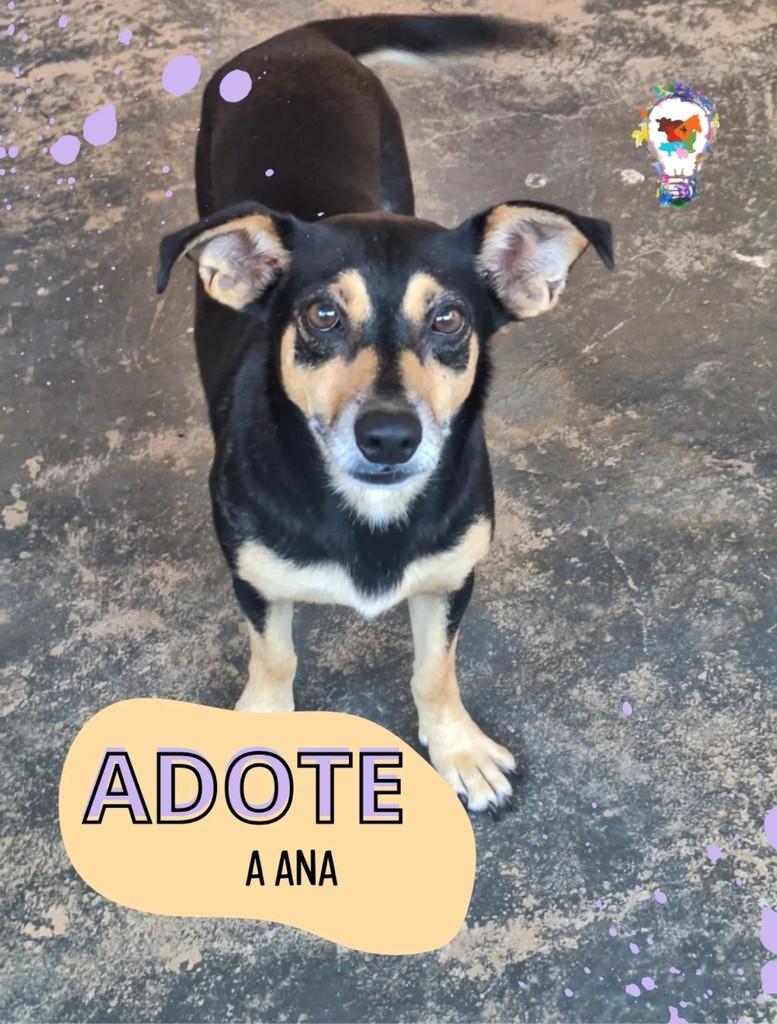 Ana, cachorro de porte pequeno para adoção em São Carlos - SP